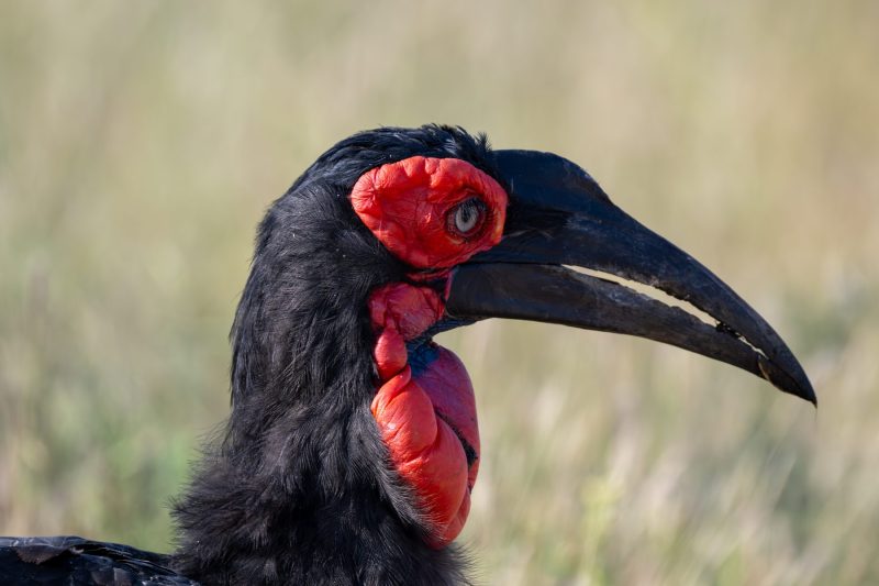 southern ground hornbill in the Kruger National Park by Mandy Papenfus