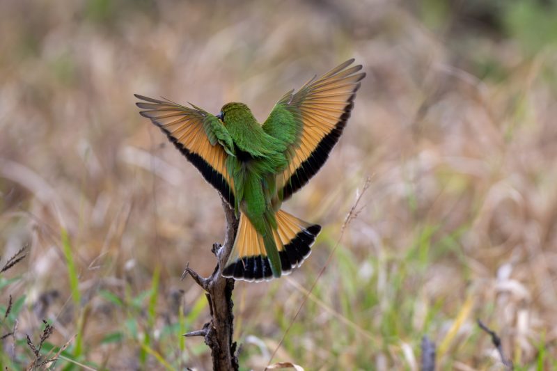 little bee eater wings spread in the Kruger National Park by Mandy Papenfus