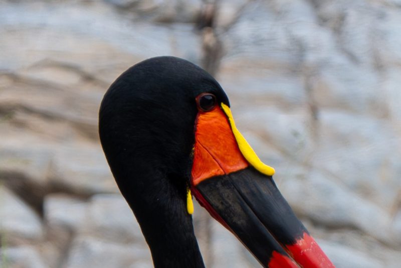 saddle billed stork closeup in the Kruger National Park by Mandy Papenfus