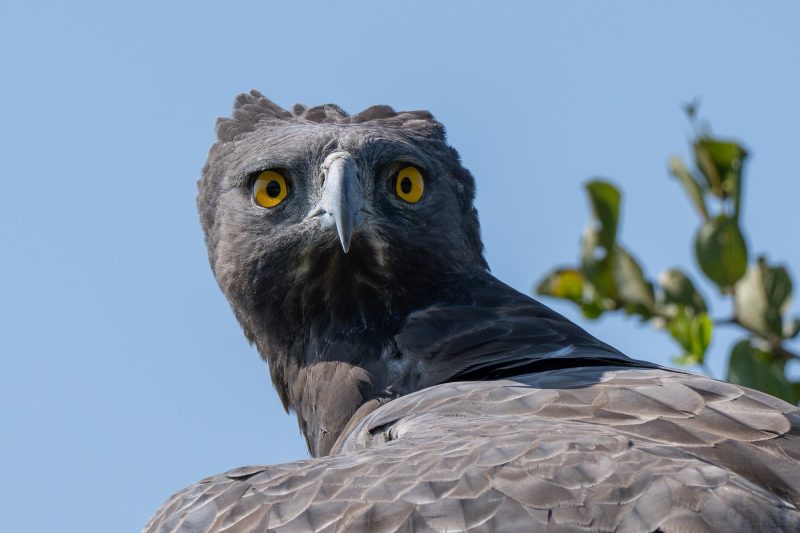 martial eagle stare in the Kruger National Park by Mandy Papenfus