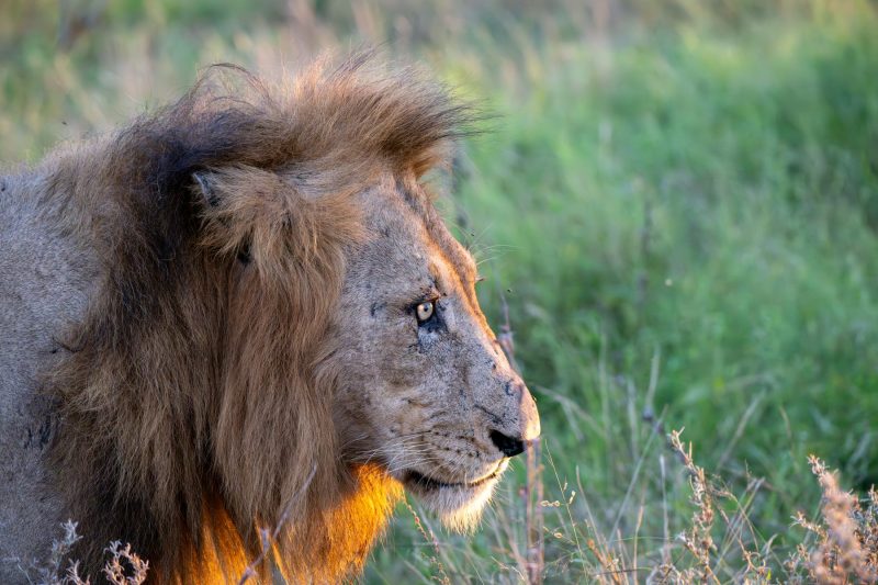 male lion golden light in the Kruger National Park by Mandy Papenfus