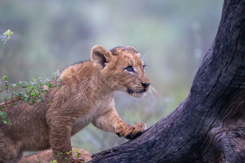 lion cub misty morning in the Kruger National Park by Mandy Papenfus