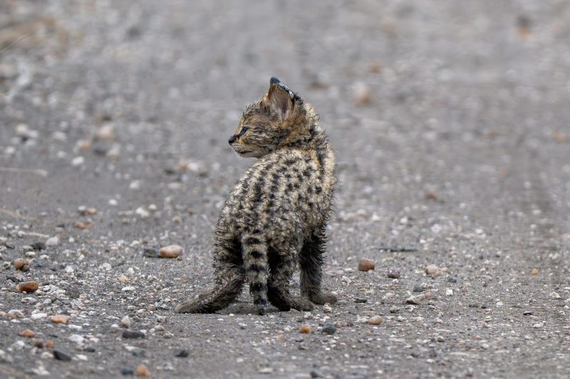 serval kitten in the Kruger National Park by Mandy Papenfus