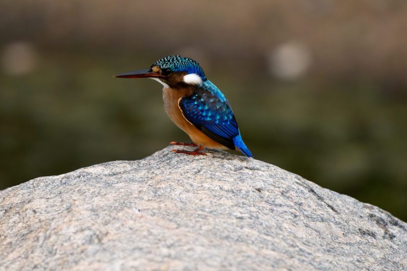 malachite kingfisher rock in the Kruger National Park by Mandy Papenfus