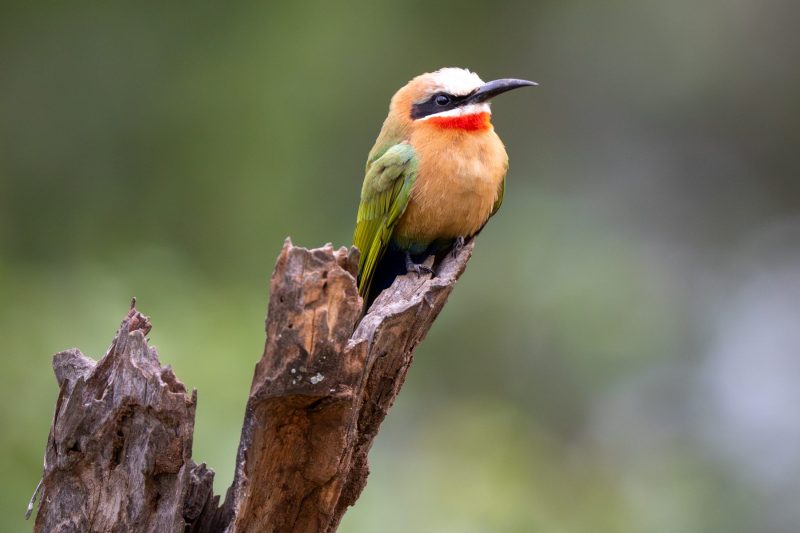 white fronted bee eater in the Kruger National Park by Mandy Papenfus