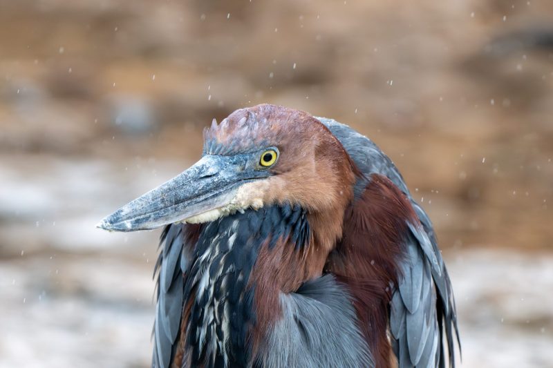 goliath heron in the Kruger National Park by Mandy Papenfus