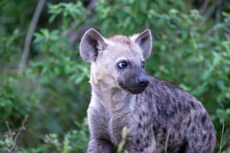 hyena cub in the Kruger National Park by Mandy Papenfus