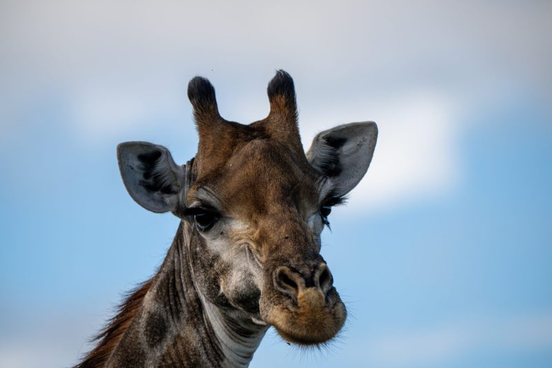 giraffe portrait in the Kruger National Park by Mandy Papenfus