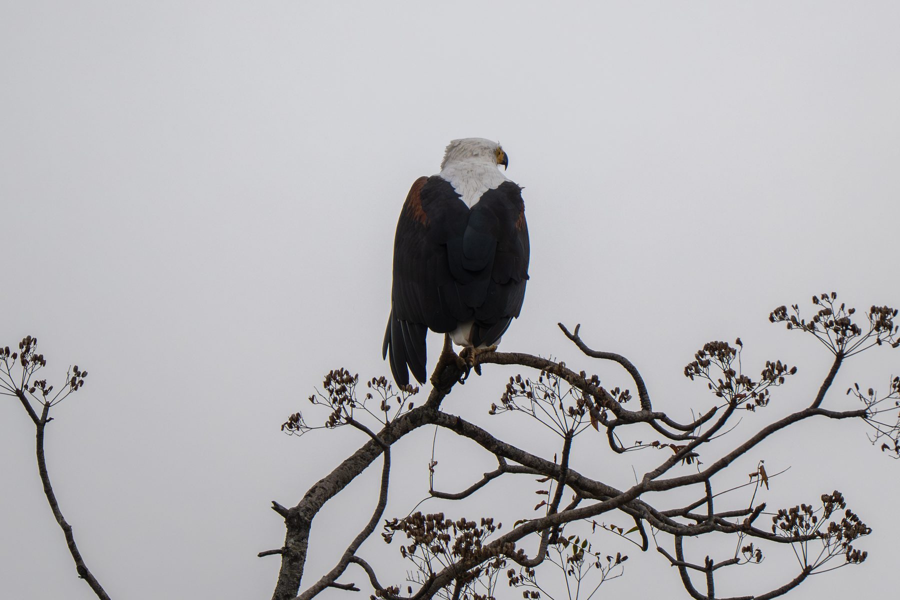 African fish eagle waiting in the mist in the Kruger National Park, photographed by Mandy Papenfus