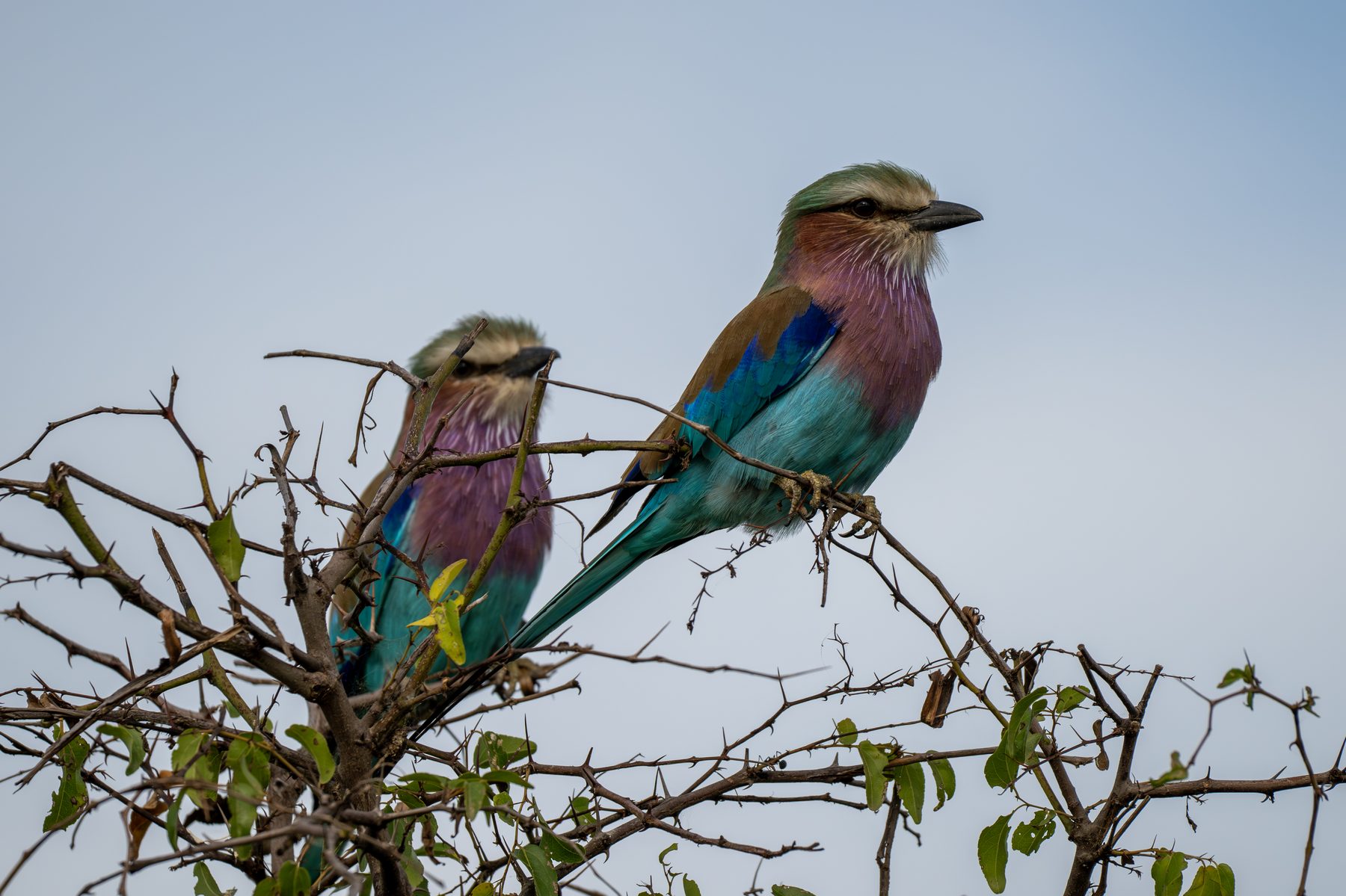 Pair of lilac-breasted rollers in the Kruger National Park, photographed by Mandy Papenfus
