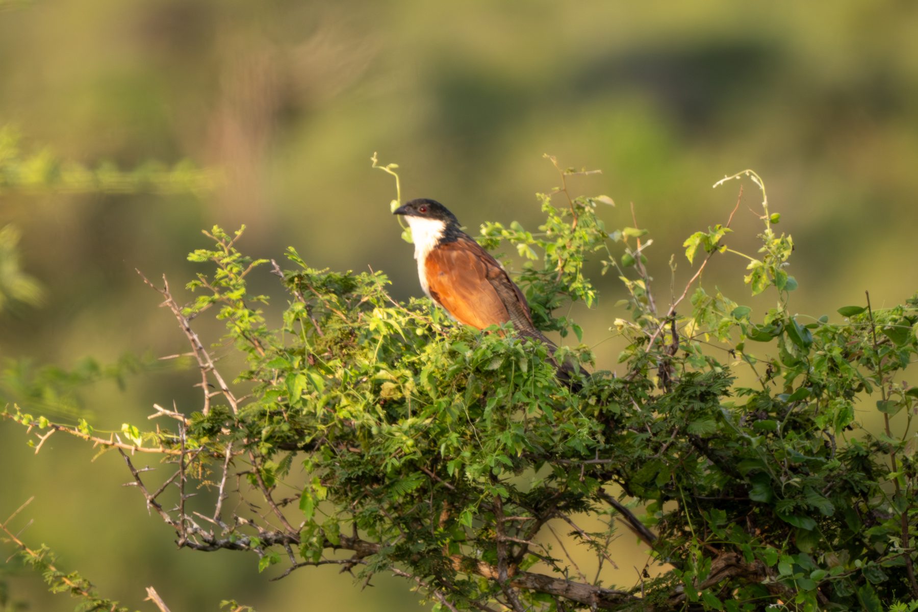 Burchell's coucal in golden light in the Kruger National Park, photographed by Mandy Papenfus